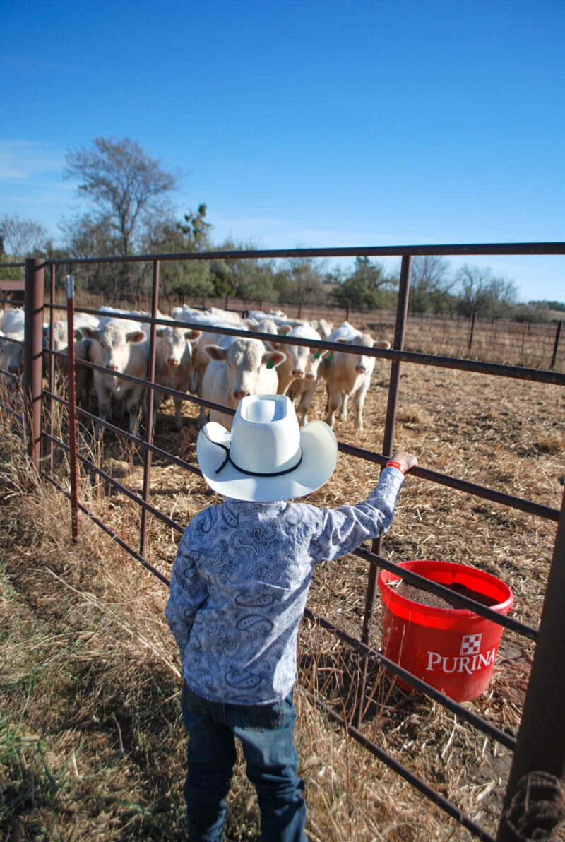 Boy with cows at feeding time