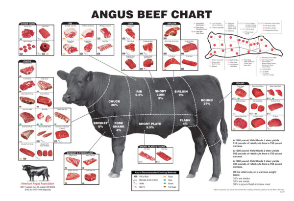 Angus beef chart showing where the different beef cuts come from on a cows body.