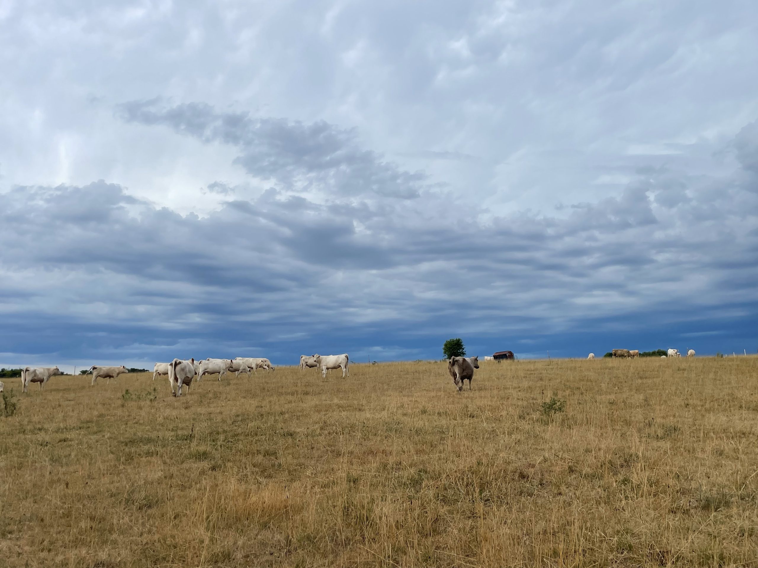 Our Cattle – Mid Missouri Beef